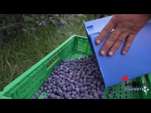 Mirtilli, tutte le virtù del frutto blu