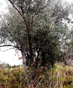 Nuovo marchio per le olive savonesi