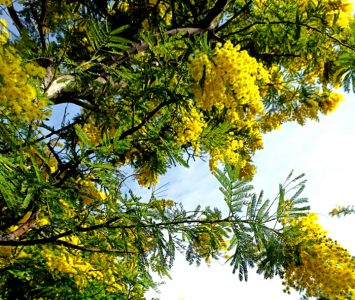 Liguria con la mimosa nei giorni della merla