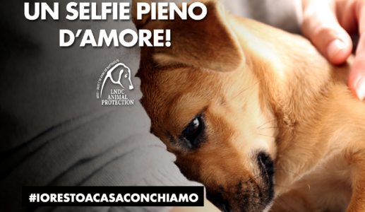 #iorestoacasaconchiamo Lega del Cane lancia un concorso dedicato ai cittadini a 2 e 4 zampe