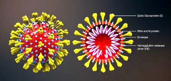 Coronavirus Liguria, scendono i casi positivi -110, processati meno tamponi