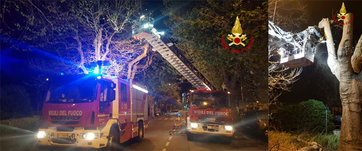 Savona, vigili del fuoco in corso Ricci per alberi abbattuti dal vento forte