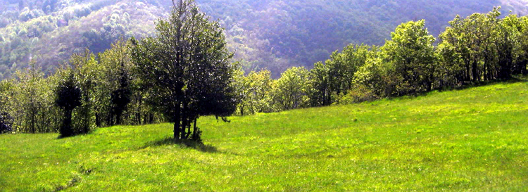 56 sindaci del savonese chiedono la riapertura del bosco dopo la “chiusura coronavirus” nel periodo più produttivo