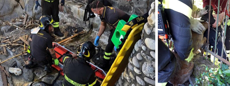 Cade dalla scogliera a Sturla, soccorso dai Vigili del Fuoco che salvano anche un capriolo incastrato a Moconesi