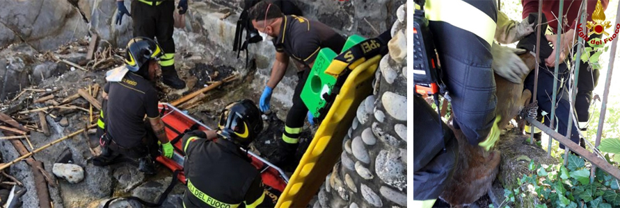 Cade dalla scogliera a Sturla, soccorso dai Vigili del Fuoco che salvano anche un capriolo incastrato a Moconesi