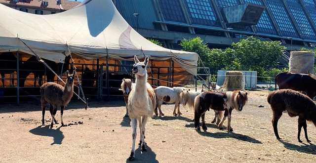 Tom, il lama in giro per Savona, avrà mai visto un altipiano?