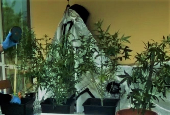 48enne di Quiliano coltiva marijuana sul balcone, denunciato