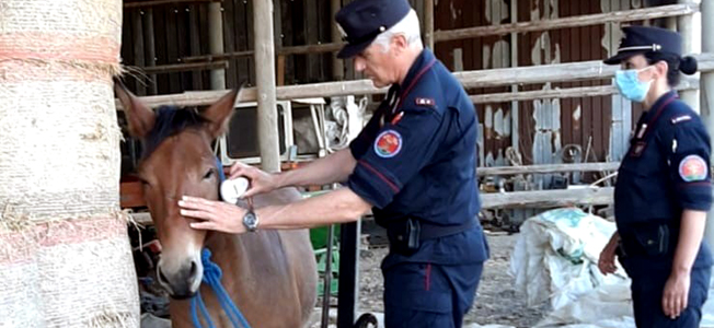Pesanti sanzioni ad un allevatore di cavalli per irregolarità all’anagrafe equina
