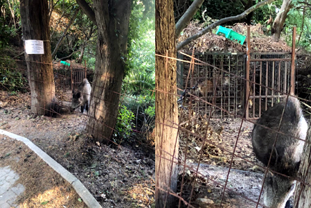 Ancora proteste per la gabbia dei cinghiali di Albissola Marina