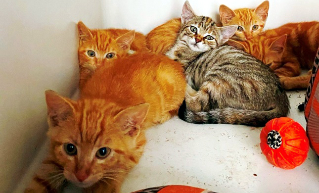 Savona, cinque gattini abbandonati, lasciati in un parcheggio di via Piave