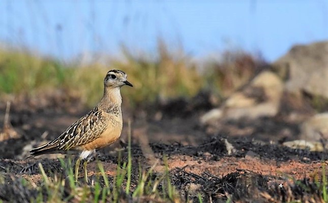 Parco Beigua. Piviere tortolino qui di passaggio dalla tundra artica verso l’Africa