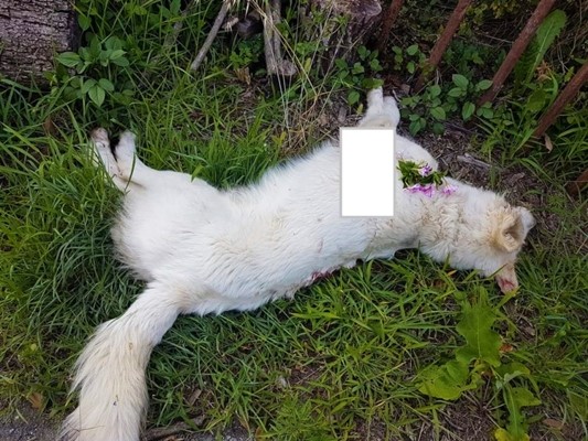 Uccide un cane che si avvicina alla sua casa, preoccupazione dell’Enpa Savona