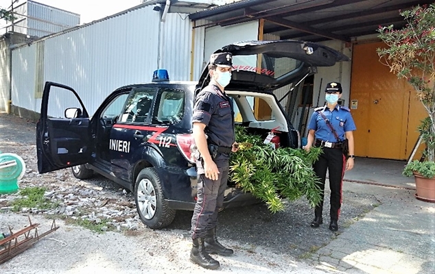 48enne coltiva 128 piante di marijuana nell’alessandrino, arrestato