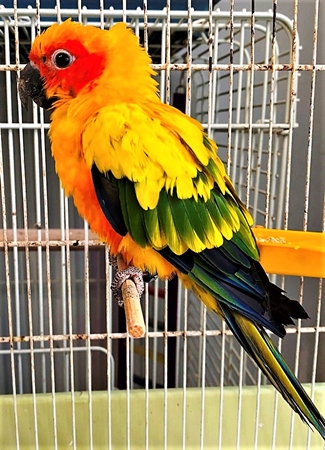 Soccorso un raro pappagallo coloratissimo dai volontari Enpa Savona