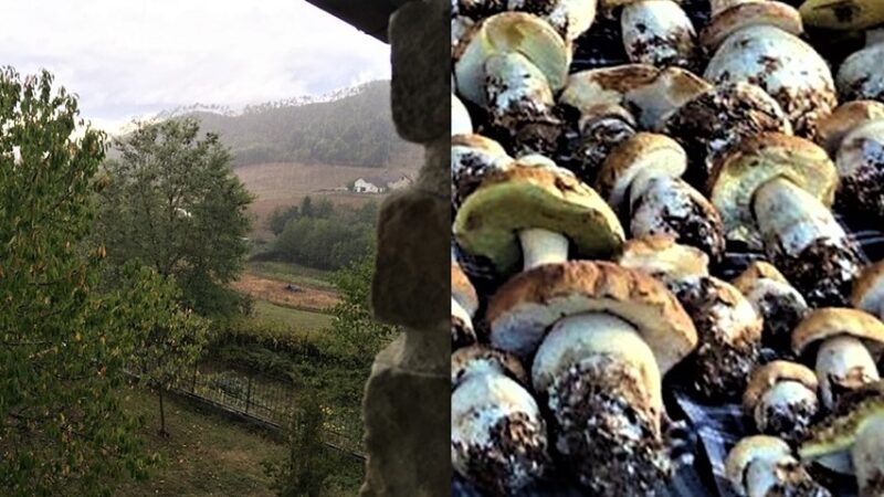 A Sassello piove di brutto, arrivano i funghi porcini