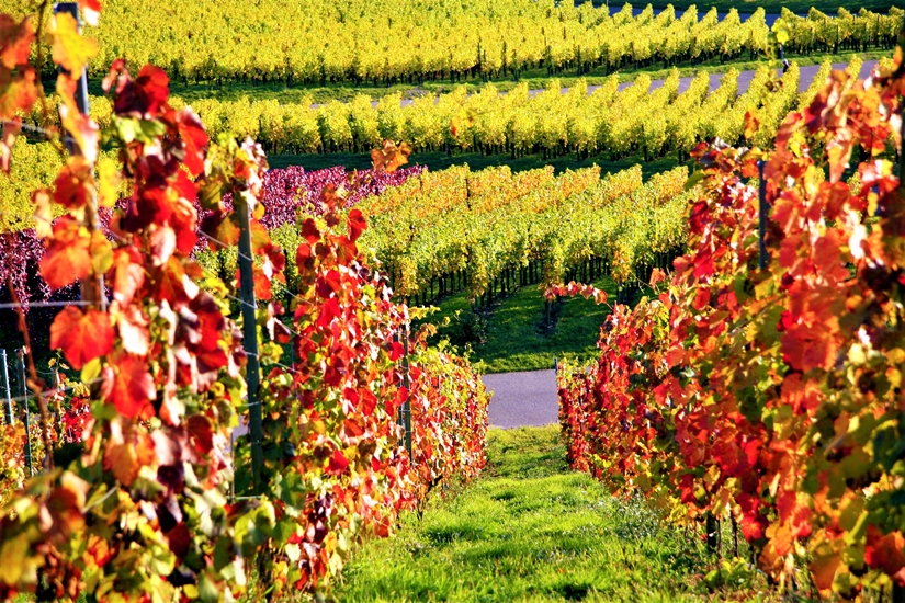 Vendemmia in Liguria. Le previsioni sono ottimistiche +15%, testa a testa con la Francia