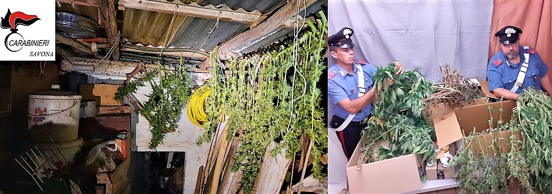 48enne di Albisola Superiore beccato con una piantagione di marijuana, arrestato