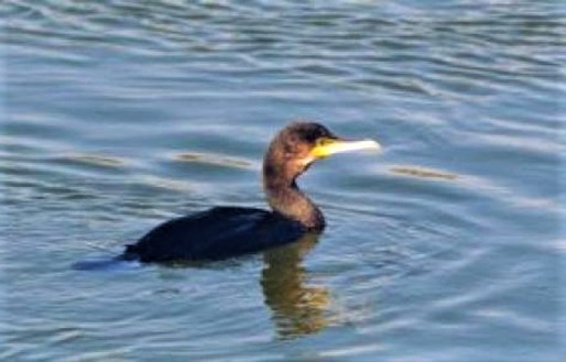 Liberato un cormorano a Cairo Montenotte dai volontari della Protezione Animali