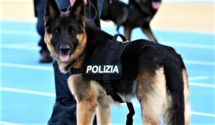 34enne savonese nascondeva un fucile rubato nel 2018, grazie al cane Leo trovate altre armi, arrestato