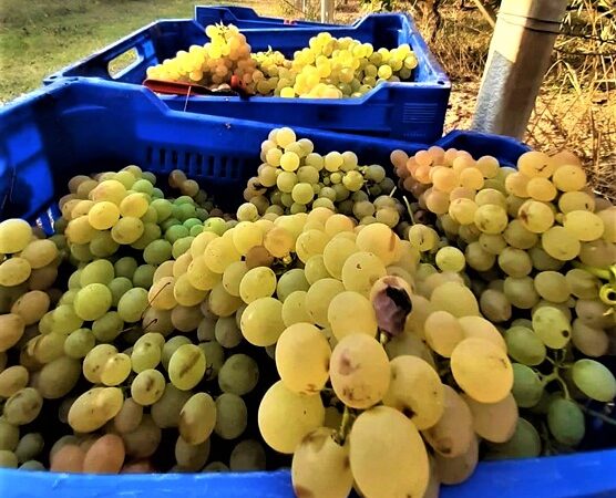 Vendemmia nel savonese. Produzione in aumento e la Cia presenta alcune richieste alla Regione