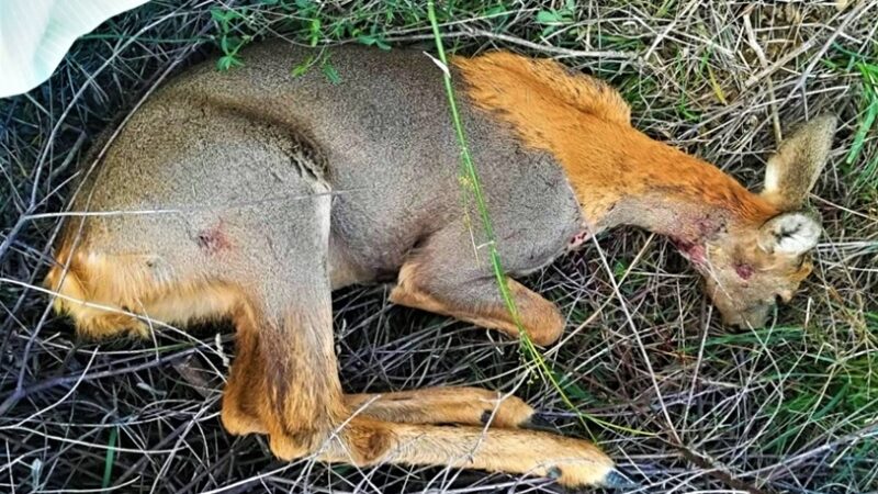 Animalisti savonesi furibondi: femmina di capriolo sbranata da un cane a Celle Ligure rimasta senza soccorso