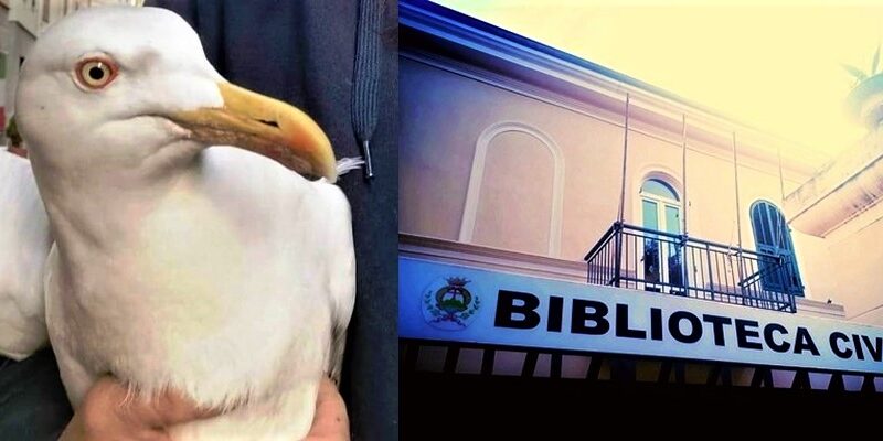 Gabbiani reali assidui “lettori” alla biblioteca di Alassio
