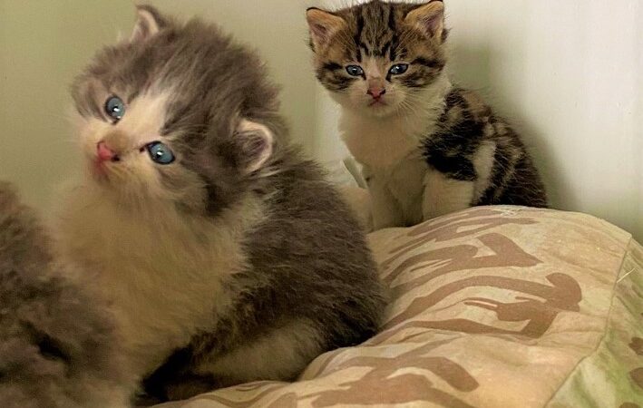 Vado Ligure. Mamma e tre cuccioli di gatto investiti sulla superstrada