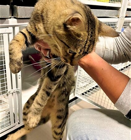 Savona, forse si perso e cerca la sua famiglia questo bel gatto