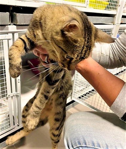 Savona, forse si perso e cerca la sua famiglia questo bel gatto