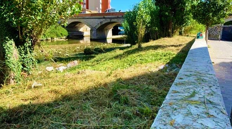 Il problema dei piccioni. Pietra Ligure prova a risolverlo così