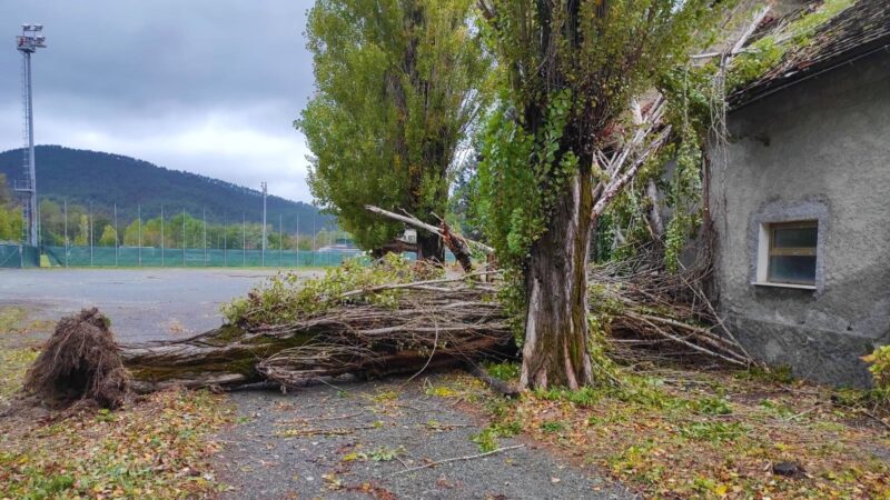 Sassello, il forte vento abbatte un albero in località Pratobadorino vicino allo stadio