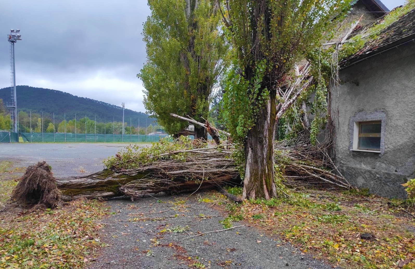 Sassello, il forte vento abbatte un albero in località Pratobadorino vicino allo stadio