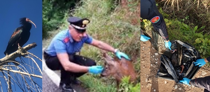 Ritrovato il corpo di Ibis eremita, 550 esemplari in tutto il mondo, dai carabinieri Forestali di Spezia