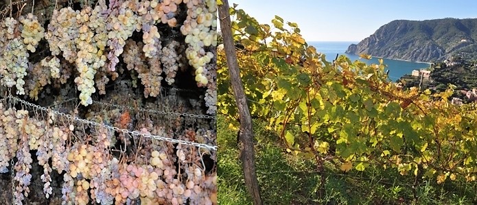 Liguria. I carabinieri controllano i vini “Cinque Terre” e “Cinque Terre Sciacchetrà”