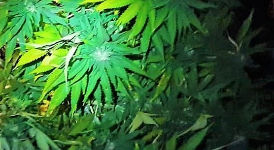 Coltivazione cannabis, si aprono nuovi scenari dopo la sentenza delle Corte Europea