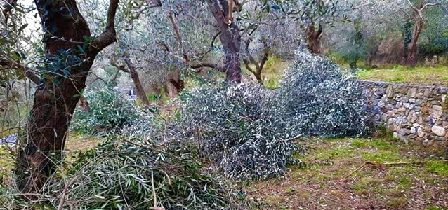 Si può curare il terreno per autoconsumo anche fuori Comune in zone arancioni o rosse