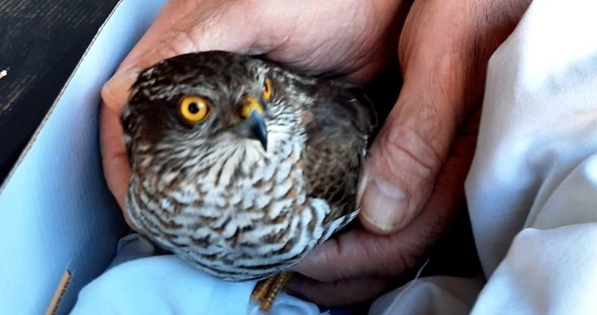 Valbormida, soccorso uno sparviere a Piana Crixia