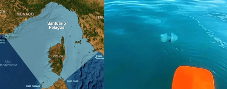 Meduse davanti la Madonnetta di Savona. Enpa critica “Santuario cetacei solo una espressione geografica”