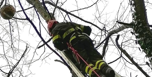 Vigili del fuoco bonificano un nido di vespe velutine nello spezzino