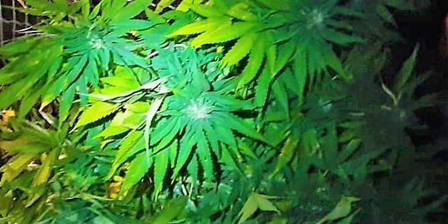 Cannabis, la Liguria vuole partecipare al giro da 40milioni