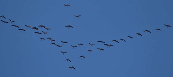 Terzo anno con le gru nel cielo del Beigua Geopark