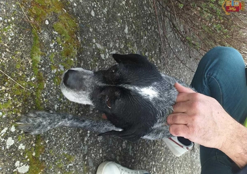 Cane sulla pista aeroporto, salvata dalla Polizia Genova