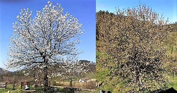 Da Sassello a Calizzano, una primavera che è un bel inverno