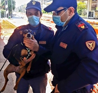 Genova brevi. Cagnolina salvata, evasione, furto cellulari