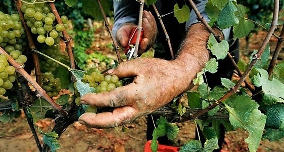 Unione Europea vuole il vino senza vino ma con l’acqua