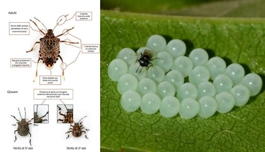 Savona agricoltura, lotta alla Cimice Asiatica, arriva la Vespa Samurai