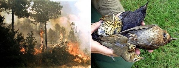 Brutte notizie per i cacciatori liguri sulle aree bruciate