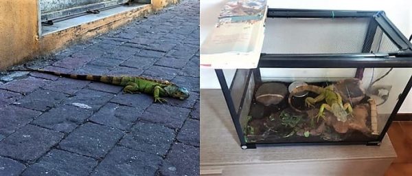 Iguana fugge dalla finestra e si fa un giro, recuperata dai Forestali Spezia