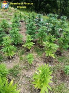 Gdf imperia 2 individuata una piantagione di marijuana