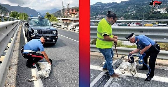 Cane da caccia sul cavalcavia a Ventimiglia, salvato dai Carabinieri